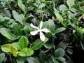 Carissa grandiflora